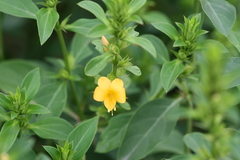 Barleria cuspidata